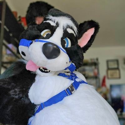 WuskyTheHuskyさんのプロフィール画像
