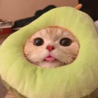 soy milk 🧃 (@xcez_cpa) 's Twitter Profile