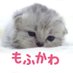 もふかわ動物園 (@mofukawa_do) Twitter profile photo