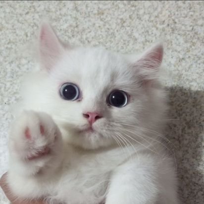 itsmg0511's profile picture. DALMATIAN CPA | 12.24🫶