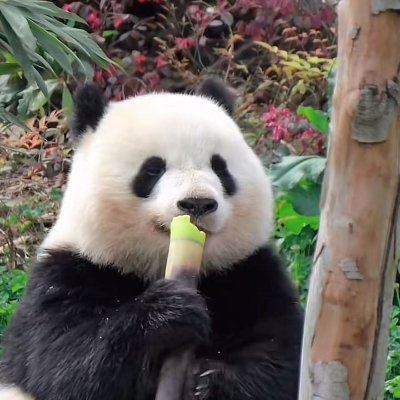 fnlnglng13675's profile picture. Photographer,Love movies and books.
Hakka girl from Guangdong
（欢迎来互动 有赞必回噢）