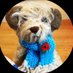 Sir Clapton Terrier (@claptonterrier) Twitter profile photo Sir Clapton Terrier (@claptonterrier) Twitter profile photo