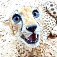 Smiling& Chirpign ❤️ (@cheetahpill) 's Twitter Profile