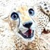 Smiling& Chirpign ❤️ (@cheetahpill) Twitter profile photo Smiling& Chirpign ❤️ (@cheetahpill) Twitter profile photo