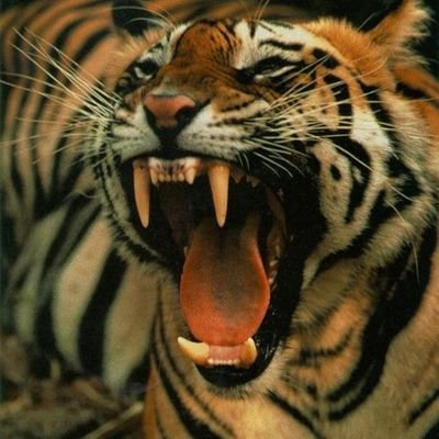 SonuSin55753345's profile picture. jay maa karni