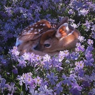 softcorejennie's profile picture. 