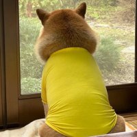 464 (@stopantonforme) 's Twitter Profile Photo 464 (@stopantonforme) 's Twitter Profile Photo