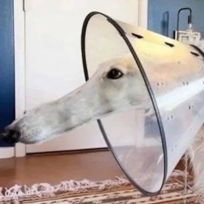 Longnosedog2748's profile picture. 