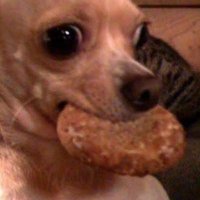 AltzDynamo (@bark_brown09) 's Twitter Profile Photo AltzDynamo (@bark_brown09) 's Twitter Profile Photo