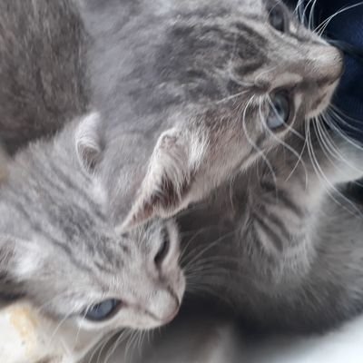 captainjoneco's profile picture. I'm cat man.