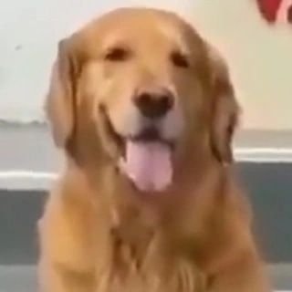 alpha uwu Profile