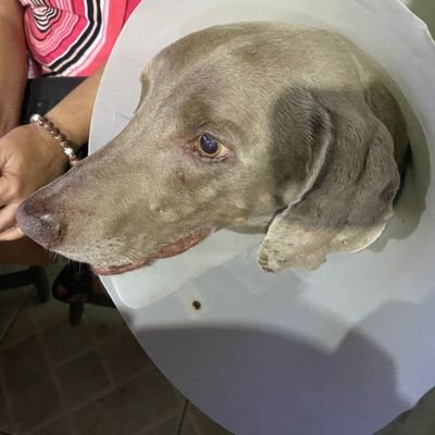 PanielDires's profile picture. tropa do cara crachá