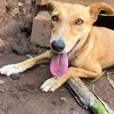 Am from Uganda I take care of Animals and rescue them since in are neglected, many are knocked by moving vehicles . So far I have rabbits and 🐕Dogs