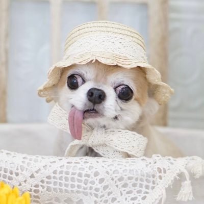 ロングコートチワワブルーフォーンらいむちゃん🐶7才!食べることと寝ることが大好きフォローして私の日常見てってワン💖 親バカ21歳 よろしくお願いします🥺 うちのらいむちゃんの可愛さを色んな方に知ってもらいたい🥺