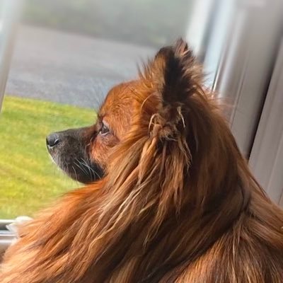HarrietthePom's profile picture. 