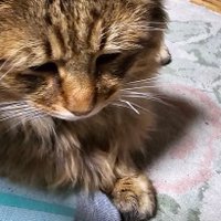 海_🐱 (@tukikage_kama26) 's Twitter Profile