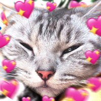 dk. do cry (@duckycattt_) 's Twitter Profile Photo dk. do cry (@duckycattt_) 's Twitter Profile Photo