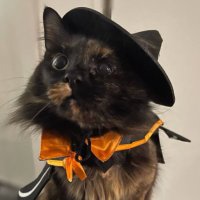 PumpKin (@pump_kin_cat) Twitter profile photo