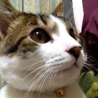 怠惰くん (@leoxreturns) 's Twitter Profile