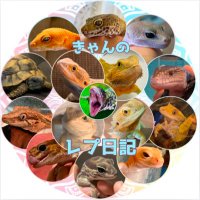 きゃんのレプ日記🌱 (@kyanfam187) 's Twitter Profile Photo きゃんのレプ日記🌱 (@kyanfam187) 's Twitter Profile Photo