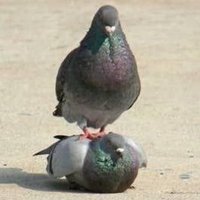 Julia 🏴 (@pimgeon_) 's Twitter Profile Photo Julia 🏴 (@pimgeon_) 's Twitter Profile Photo