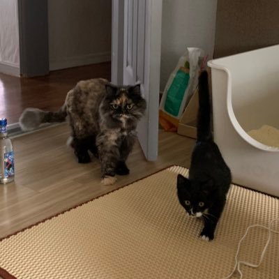 자룡이와 삐용이さんのプロフィール画像