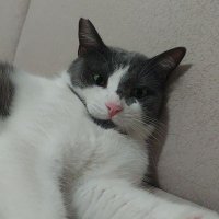 yigitalagozoglu (@yigitalagozoglu) 's Twitter Profile Photo yigitalagozoglu (@yigitalagozoglu) 's Twitter Profile Photo