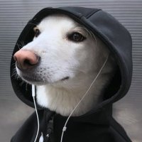 vitie (@vitie_) 's Twitter Profile