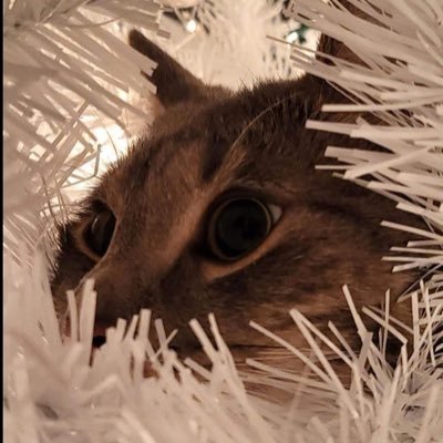 republicancatz's profile picture. 