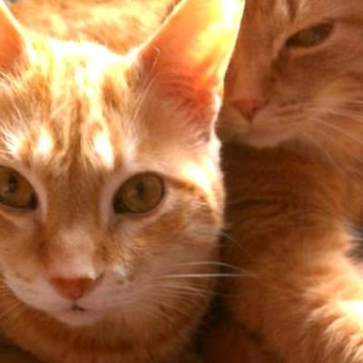 Spike & Big O *salutes Fancy&Benny,Lily,Jaffa &GG* Profile