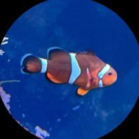 うお (@wotakana_p) 's Twitter Profile Photo