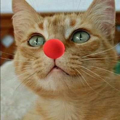 hola, subo vídeos graciosos de gatos y otros animales - I share funny videos of cats and other animals. Pujo videos de gats i d'altres animals.