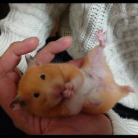 とっぷろ🐹🐸🦌🐎⚾@86党 (@ystk0619) 's Twitter Profile Photo とっぷろ🐹🐸🦌🐎⚾@86党 (@ystk0619) 's Twitter Profile Photo
