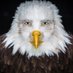 🦅 (@ilovewikipedia) Twitter profile photo 🦅 (@ilovewikipedia) Twitter profile photo