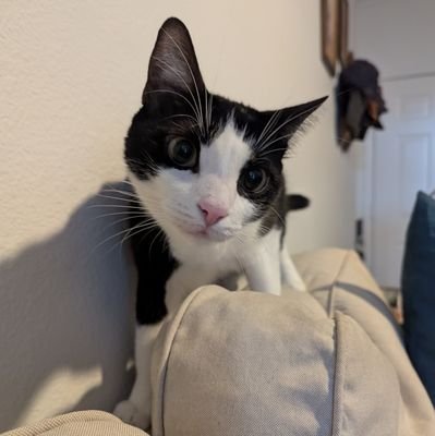 3 year old tuxedo cat who was found outside of a pharmacy. 🐱 FIP Warrior. 🐱 Small for a cat, very small for an Astros fan.