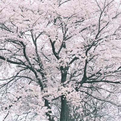 ramir_vasquez's profile picture. 🎥 映画の名台詞と音楽の歌詞が心に響く。