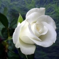 nancy (@nancy5854562889) 's Twitter Profile