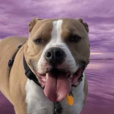 I’m a beach dog. investing in crypto since 2012 to maximize my beach time. Loves wife sand surf sunsets https://t.co/myfsnFxgrt and moon. Not investment advice. 🟪🧪💧⛏️🐽💦