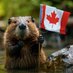 Big Canadian Beaver (@bigcdnbeaver) Twitter profile photo Big Canadian Beaver (@bigcdnbeaver) Twitter profile photo