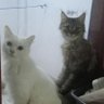 Arabbenteng1's profile picture. aku dan para Arab benteng
