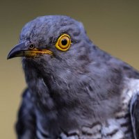 BirdHead (@birdheadzero) 's Twitter Profile Photo BirdHead (@birdheadzero) 's Twitter Profile Photo