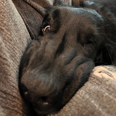 My name is Stanley. I am a 3 year old Flatcoated Retriever! Sometimes I let Bailey and Hazel talk too. Follow our adventures! 🇨🇦