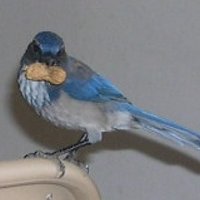 William Jacobs (@mrscrubjay) 's Twitter Profile