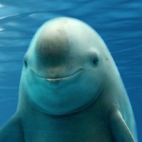 The Unahugger (@ned_flaczynski) 's Twitter Profile Photo