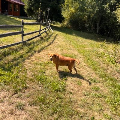 rover031ue's profile picture. Tajna čojku čovjek je najveća!