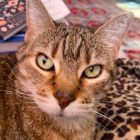 Lisa C🩷😻 (@coldiemom) 's Twitter Profile