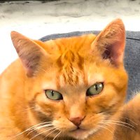 Big Daddy (@bigdady2022) 's Twitter Profile Photo