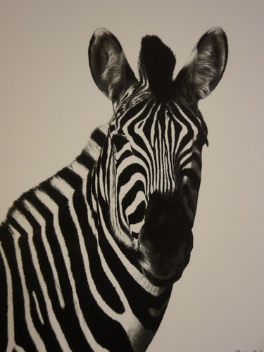 sacracco Profile Picture