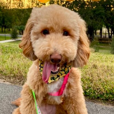 cweigel83's profile picture. I like golf.