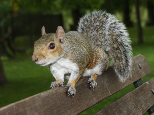 London_Wildlife's profile picture. Read all the latest about London Wildlife